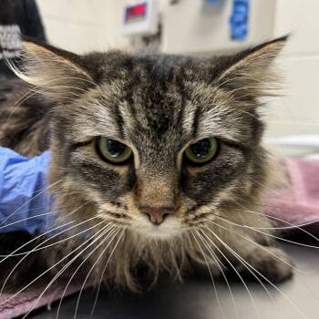 Domestic Short Hair Cats Available for Adoption - Finch | PetCurious