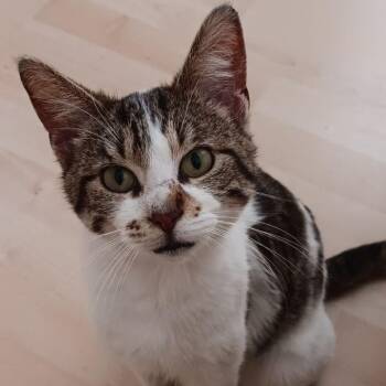 Monkey Wrench (FIV+) -  Domestic Short Hair Cat for Adoption in Middleton, Wisconsin - Monkey Wrench (FIV+) | PetCurious