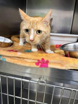 Nyla and Nelson -  Domestic Short Hair Cat for Adoption in Petersburg, Virginia - Nyla And Nelson | PetCurious