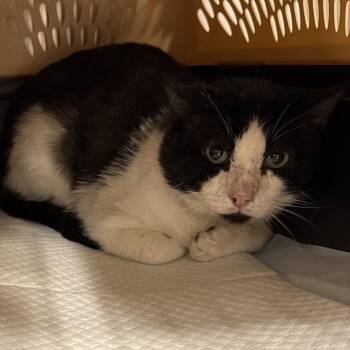 Sol -  Domestic Short Hair Cat for Adoption in Salt Lake City, Utah - Sol | PetCurious
