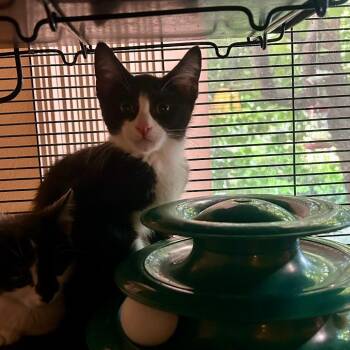 LLRF-Stray-142 -  Domestic Short Hair Cat for Adoption in Calimesa, California - LLRF-Stray-142 | PetCurious