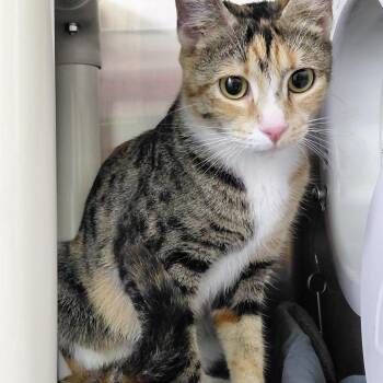 Phoebe -  Domestic Short Hair Cat for Adoption in Philadelphia, Pennsylvania - Phoebe | PetCurious