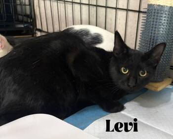Levi -  Domestic Short Hair and Manx Cat for Adoption in Alafaya, Florida - Levi | PetCurious