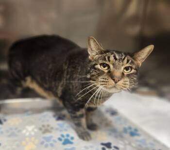 Rascal -  Domestic Short Hair Cat for Adoption in Clayton, New Jersey - Rascal | PetCurious