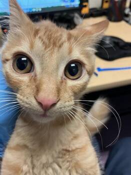 CARLOS -  Domestic Short Hair Cat for Adoption in Long Beach, California - CARLOS | PetCurious