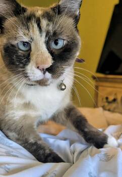 Bisquik Passion -  Domestic Short Hair and Siamese Cat for Adoption in Chandler, Arizona - Bisquik Passion | PetCurious