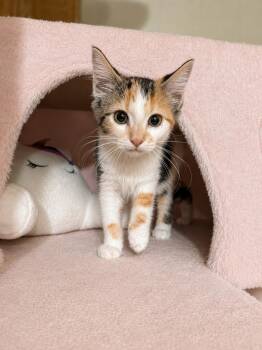 Stella -  Domestic Medium Hair Cat for Adoption in Gun Barrel City, Texas - Stella | PetCurious