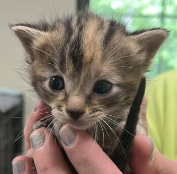 Georgia -  Domestic Short Hair Cat for Adoption in Saint Clairsville, Ohio - Georgia | PetCurious