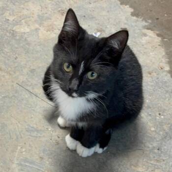 Caden -  Domestic Short Hair Cat for Adoption in Carmel, Indiana - Caden | PetCurious