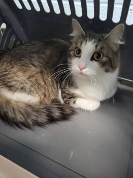 Domestic Short Hair Cats Available for Adoption - Fm-2 | PetCurious