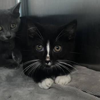 Pride -  Domestic Short Hair Cat for Adoption in Matteson, Illinois - Pride | PetCurious