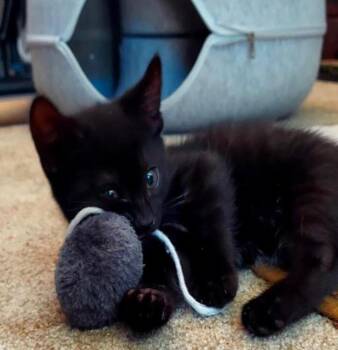 Baby -  Bombay Cat Available for Adoption in Lancaster, California - Baby | PetCurious