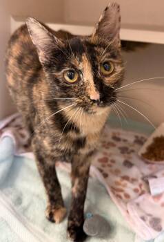 Domestic Short Hair Cats Available for Adoption in Salem, New Hampshire - Brookie | PetCurious
