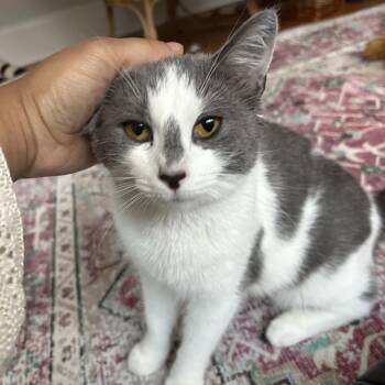 Frances -  Domestic Short Hair Cat for Adoption in Evanston, Illinois - Frances | PetCurious
