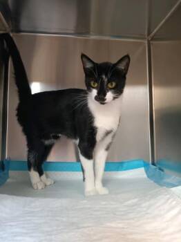 Rescue Domestic Short Hair Cats for Adoption in Lafayette, Indiana - Star | PetCurious