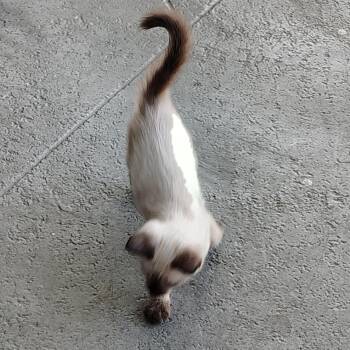 Tofu -  Siamese Cat for Adoption in West Palm Beach, Florida - Tofu | PetCurious