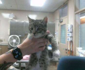 BUTTERCUP -  Domestic Short Hair Cat for Adoption in Sacramento, California - BUTTERCUP | PetCurious