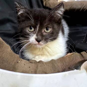 Rescue American Shorthair Cats for Adoption in Volcano, Hawaii - Wiggles | PetCurious