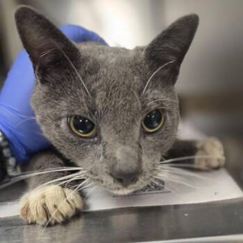 Derrick -  Domestic Short Hair Cat for Adoption in Philadelphia, Pennsylvania - Derrick | PetCurious