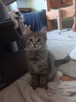 Rescue Domestic Medium Hair and Tabby Cats for Adoption in Columbus, Minnesota - Aries | PetCurious