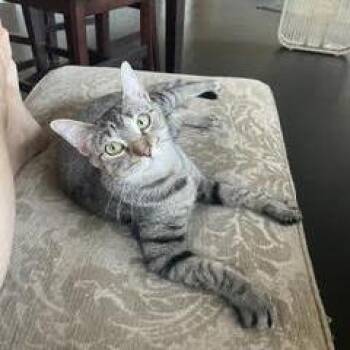 Mama Brownie Houston -  Domestic Short Hair Cat for Adoption in Denver, Colorado - Mama Brownie Houston | PetCurious