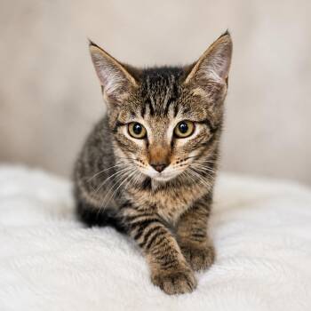 Daisy -  Domestic Short Hair Cat for Adoption in Sarasota, Florida - Daisy | PetCurious