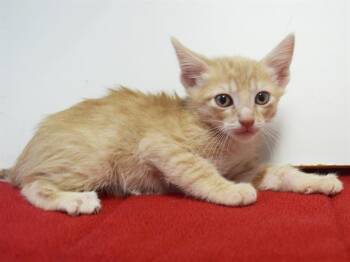 EAST -  Domestic Short Hair Cat for Adoption in Sacramento, California - EAST | PetCurious