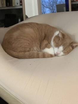 Salmon -  Domestic Short Hair Cat for Adoption in Fairfax, Virginia - Salmon | PetCurious