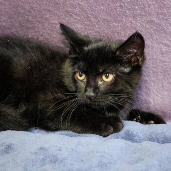 Buzz -  Domestic Short Hair Cat for Adoption in Versailles, Kentucky - Buzz | PetCurious