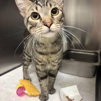 Garnet -  Domestic Short Hair Cat for Adoption in Saint Charles, Missouri - Garnet | PetCurious