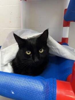Domestic Short Hair Cats Available for Adoption in Largo, Florida - Dreamy | PetCurious