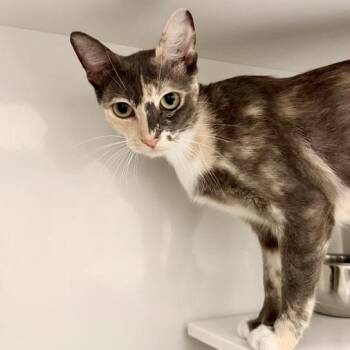 Uda -  Domestic Short Hair Cat for Adoption in Los Angeles, California - Uda | PetCurious