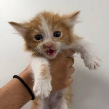 Domestic Medium Hair Cats Available for Adoption in Redwood City, California - Simba | PetCurious