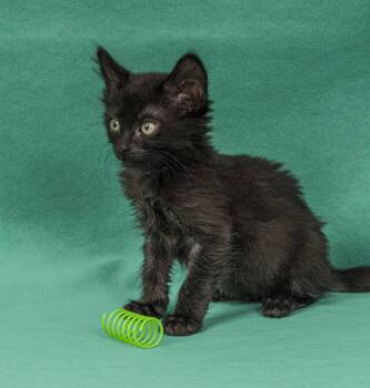 Starling -  Domestic Medium Hair Cat for Adoption in Davis, California - Starling | PetCurious