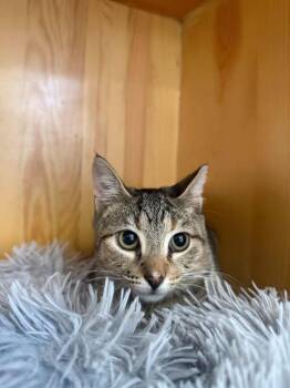 Kona -  Domestic Short Hair Cat for Adoption in Wilmington, North Carolina - Kona | PetCurious