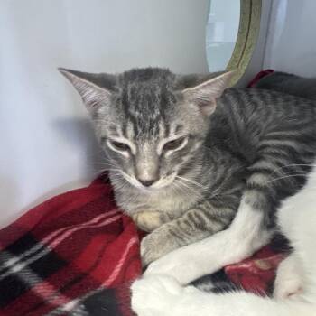 Orpheus -  Domestic Short Hair Cat for Adoption in Lake Jackson, Texas - Orpheus | PetCurious