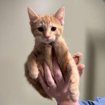 Domestic Short Hair Cats Available for Adoption in Saint Charles, Missouri - Clementine | PetCurious