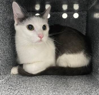 Whimsy -  Domestic Short Hair Cat for Adoption - Whimsy | PetCurious
