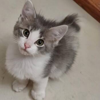 Scarlet -  Domestic Medium Hair Cat for Adoption in Bentonville, Arkansas - Scarlet | PetCurious