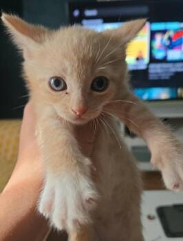 Penelope -  Domestic Short Hair Cat Available for Adoption in Hartsville, South Carolina - Penelope | PetCurious