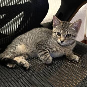 Midge -  Domestic Short Hair Cat for Adoption in Montclair, New Jersey - Midge | PetCurious