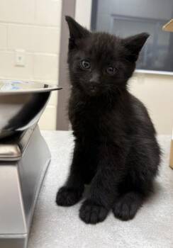 Domestic Short Hair Cats Available for Adoption in Westland, Michigan - Krusty Krab | PetCurious