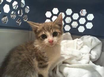 RAZZLE -  Domestic Short Hair Cat for Adoption in Charlotte, North Carolina - RAZZLE | PetCurious