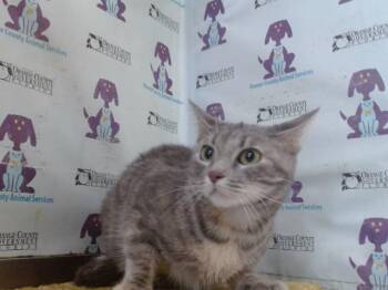 Domestic Short Hair Cats Available for Adoption in Orlando, Florida - KALEESY | PetCurious