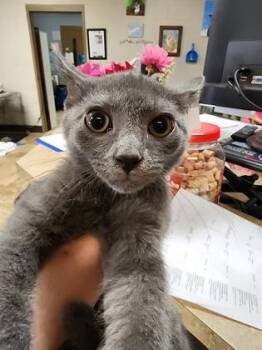 Harvey available as a barn cat, fostered -  Domestic Short Hair Cat for Adoption in Seneca, South Carolina - Harvey Available As A Barn Cat, Fostered | PetCurious