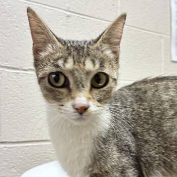 Mina (mcas) -  Domestic Short Hair Cat for Adoption in Troutdale, Oregon - Mina (mcas) | PetCurious