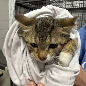 Rescue Domestic Short Hair Cats for Adoption in East St. Louis, Illinois - Barney - C | PetCurious