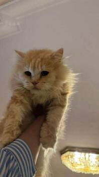 Rescue Ragamuffin Cats for Adoption in Brampton, Ontario - Bonbon | PetCurious