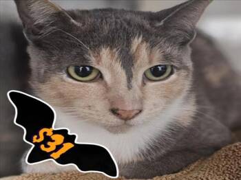Rescue Domestic Short Hair Cats for Adoption in Santa Cruz, California - DIAMOND | PetCurious