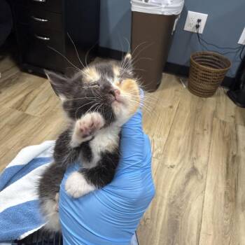 Pineapple -  Domestic Short Hair Cat for Adoption in Newark, New Jersey - Pineapple | PetCurious